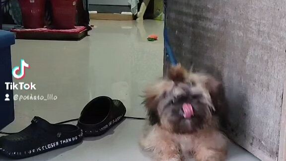 My Pothato