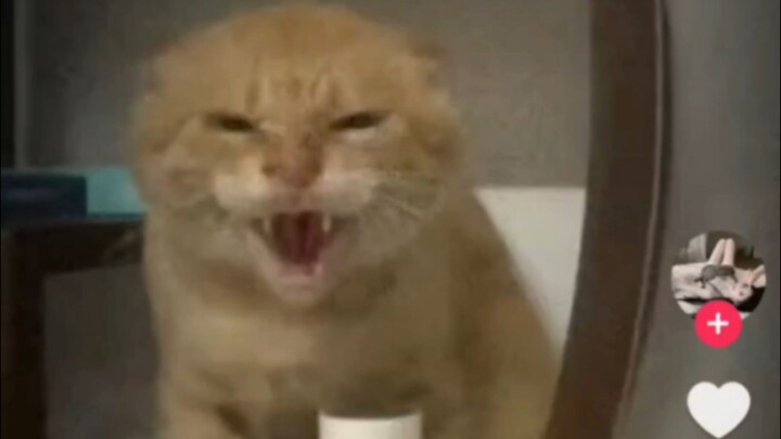 Video kepala bulat seorang kakek-nenek di TikTok yang sudah ditonton lebih dari 2 juta kali, dengan 