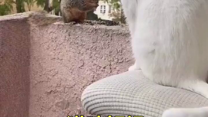 Nathan, an American boy, discovered a little squirrel that often appeared on his balcony begging for