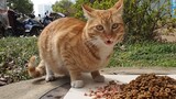 Bilibili stray pig No.1, Make your own money to buy cat food!