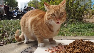 Bilibili babi liar, Hasilkan uang sendiri untuk beli makanan kucing!