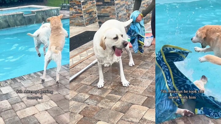 The other dog is the second one, right? He calls my name whenever he has something to do.