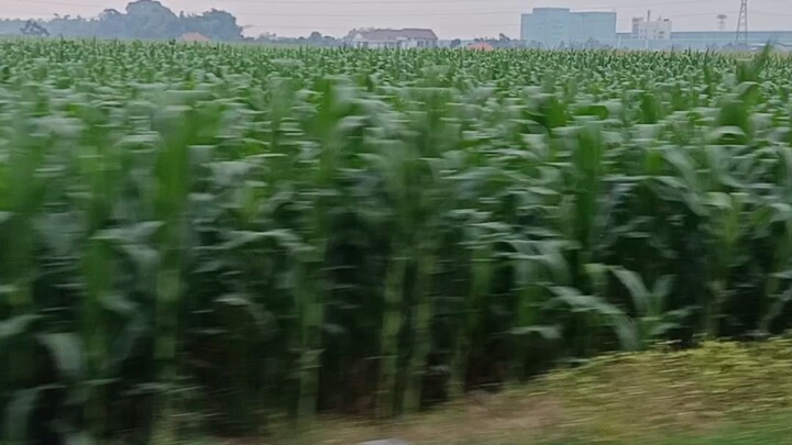 sore² keliling sawah