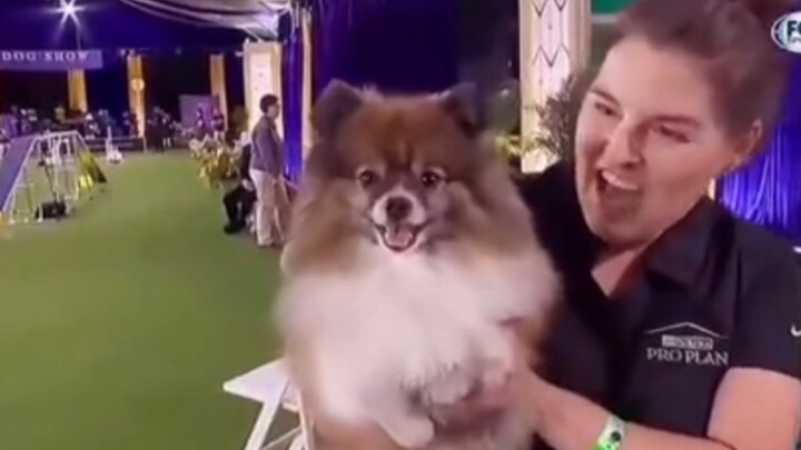 Anjing Pomeranian kecil pun bisa ikut lomba kecepatan. Mungkin hanya Husky yang kurang cocok