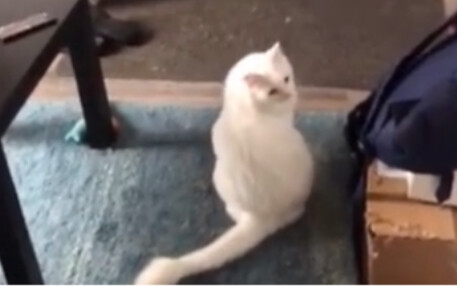 Cat: Why don’t you use the window if you have a door?