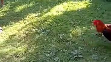 Roundhead vs PeruvianXclaret