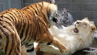 The tiger pushes the lion on the ground - friends or fighters?