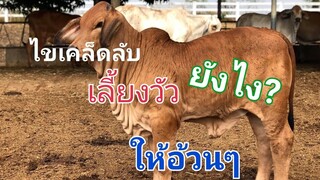 สูตรเลี้ยงวัวให้อ้วนๆตันๆแน่นๆ กับRCR รุ่งเจริญฟาร์ม T.0945454536[5]