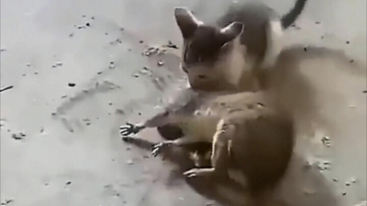 “Kucing: Kamu jago main, ya?”