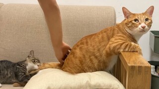 Cả hai bé mèo ở nhà tôi đều đã tìm được thú vui