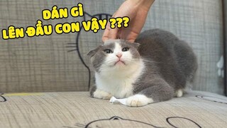 Mèo + Băng Dính = Phản Ứng Ngốc Nghếch Của Tuna | Thử Troll Như Trên TikTok | The Happy Pets #76