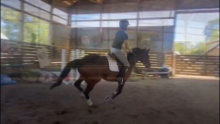 我的新马罗莎莉亚 My new horse Rosalia