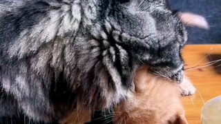 A year ago, the kitten was swallowed by the big cat, but a year later, the kitten pressed the big ca