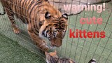 Don't watch this video If You don't like kittens !