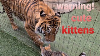 Don't watch this video If You don't like kittens !