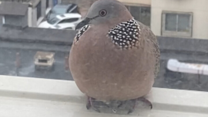 Chim bồ câu nhà tôi nuôi vừa to vừa tròn