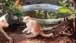 Big Orange was adopted by a civet cat and mouse friend circle【22】