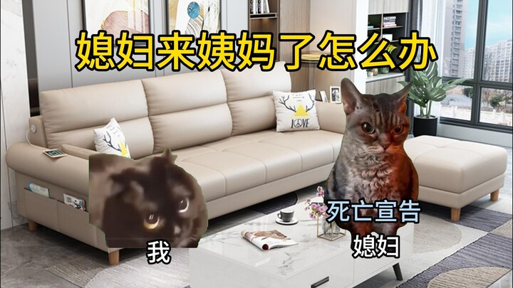 [Cat Meme] How Tricky Is a Wife on Her Period?