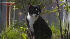 Niigata- Rice Town - A Cat's-Eye View of Japan