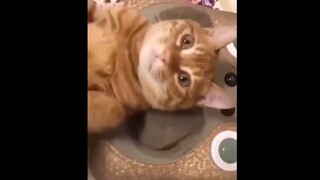 Mèo: Hàng ngon đấy, sao không kể tui hả?