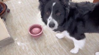 Balikkan mangkuk anjing di atas makanan dan lihat bagaimana reaksi anak anjing