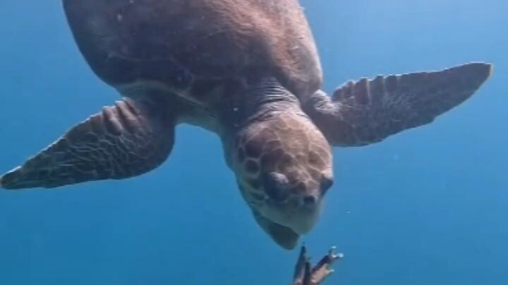 giant turtle