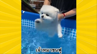 สัตว์เลี้ยงเพื่อนขนปุย : เจ้าหมาขนฟู