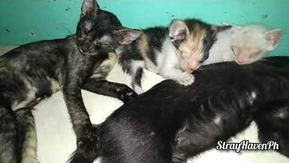 Black kittens totally accept 3 tiny kittens after  Stanley back home from hospital