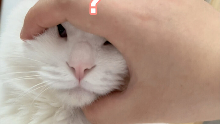 Cat Trust Test! Give it a try with your cat!