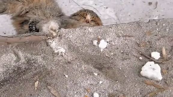 kisah kucing
