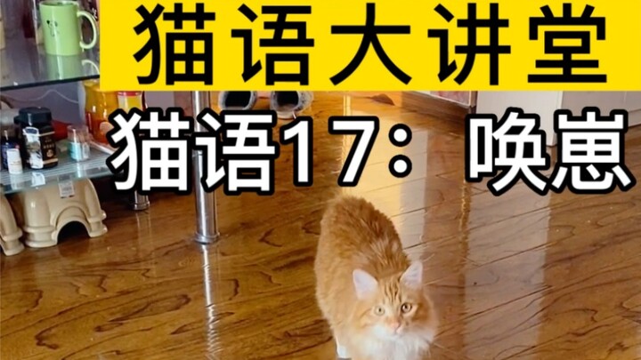 Say this cat phrase and your cat will come to you!