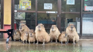 They look so cute standing side by side in the rain o(〃'▽'〃)o