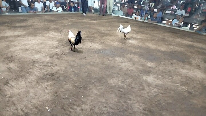 Talisay na madiskarte