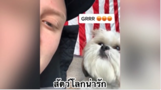 สัตว์เลี้ยง เพื่อนขนปุย : สัตว์โลกน่ารัก