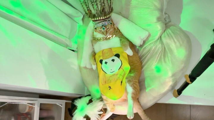 Hậu trường quay phim mèo, xem cẩn thận!