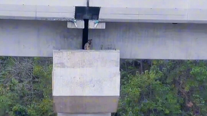 Con chó nhỏ làm sao làm mới ở đây vậy?