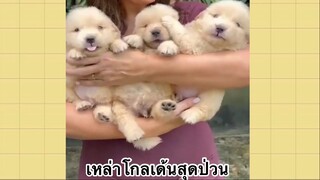 เพื่อนตัวน้อยแสนซน : เหล่าโกลเด้นสุดป่วน