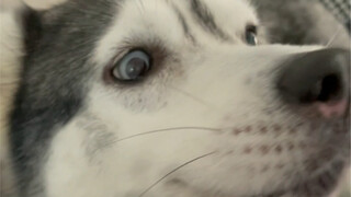 这就是哈士奇的正确使用方法