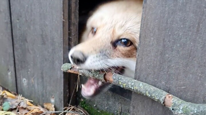 The little fox isn’t practicing...