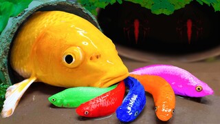 Kura kura dan buaya Stop motion Asmr - Menangkap ikan koi hias Menemukan Mainan mas lele Hewan