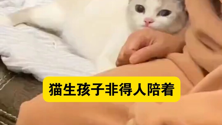 A kitten has to have a human present when it gives birth.