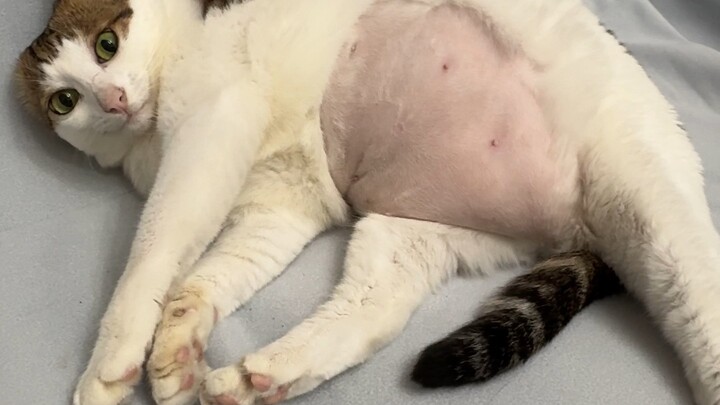 From then on, Uncle lived a shameless and reckless life.