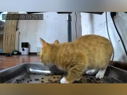 Pengumpan Otomatis dan Kucing-Kucing