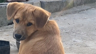 Haven't been home for months—let's see if my dog still recognizes me!