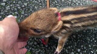 [Animals]The pet wild boar that likes to arch people