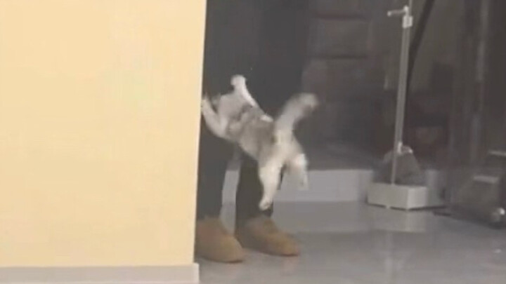 The Kitten Loves Scaring People