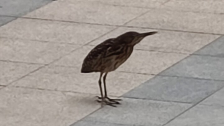 Terror upright bird, bittern
