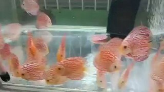 discus fish aquarium