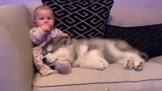 Tidak ada yang lebih lucu di dunia selain anak anjing Alaska.