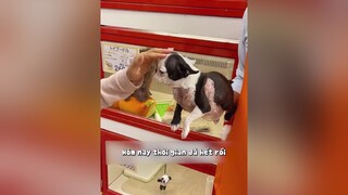 Mua boss ở Nhật là cái ví tới công chuyện liền japan pet dog nhatban cuocsong thucung LearnOnTikTok vcegr